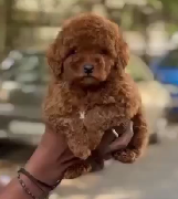 Purchase KCI Registered Poodle Puppy from Vizag